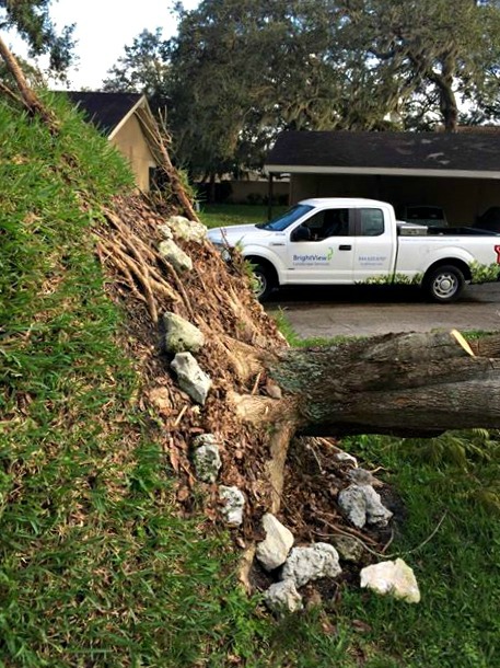 Hurricane Irma Florida trees